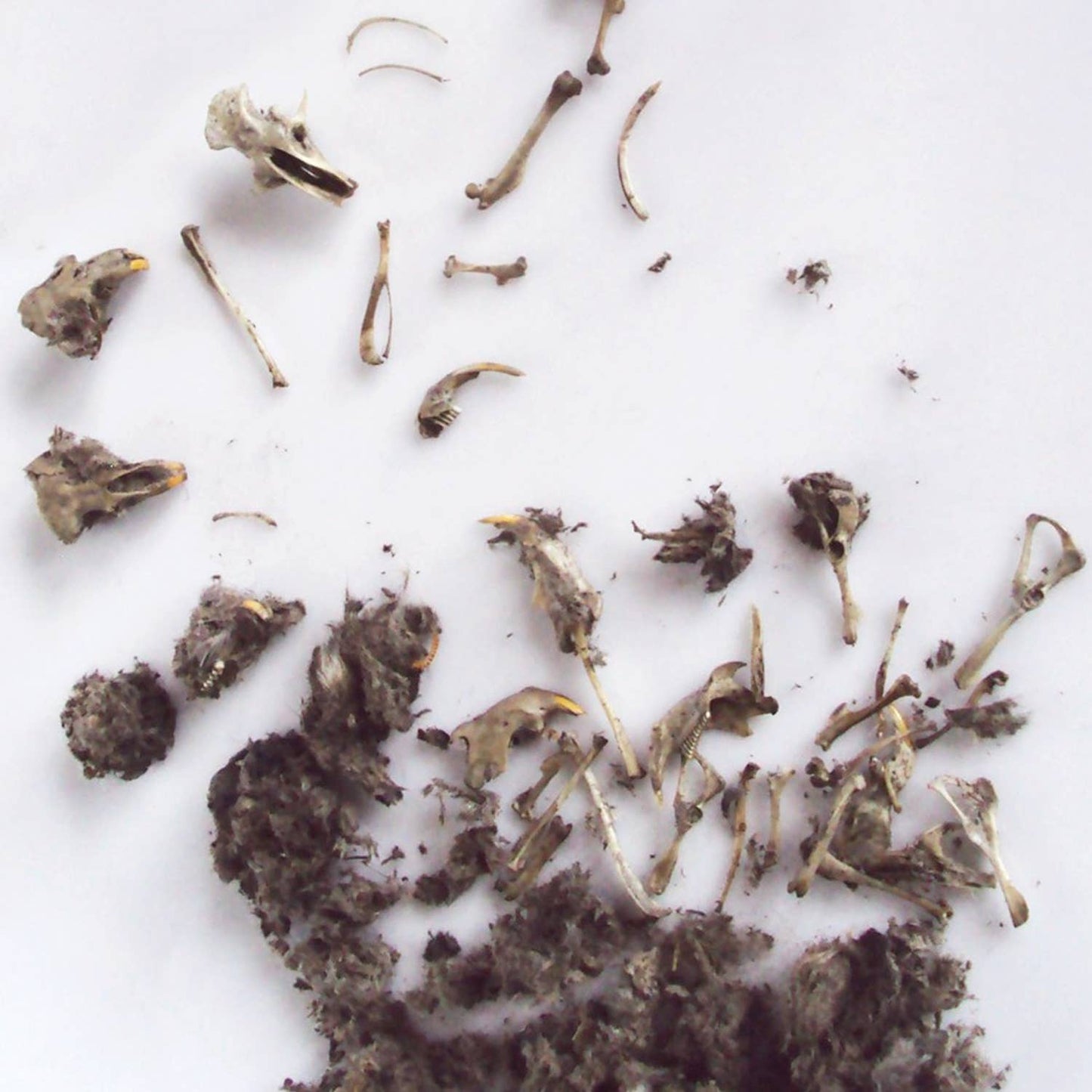 Copernicus Toys - CC: OWL PELLET