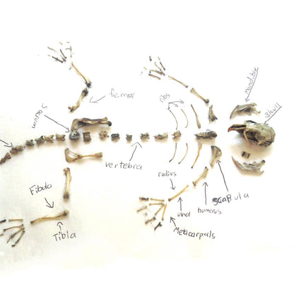 Copernicus Toys - CC: OWL PELLET