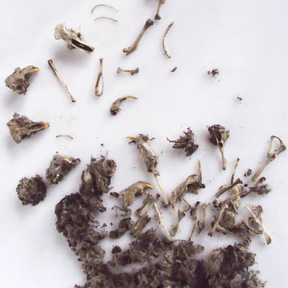 Copernicus Toys - CC: OWL PELLET