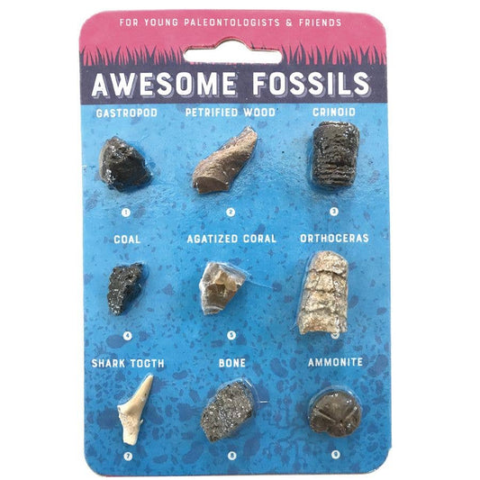 Copernicus Toys - CC: FOSSIL CARD